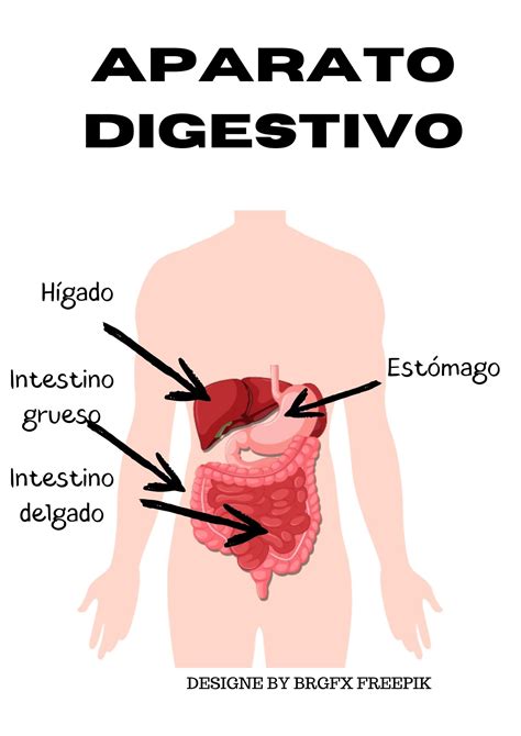 Partes Internas Del Tronco NUESTRO CUERPO