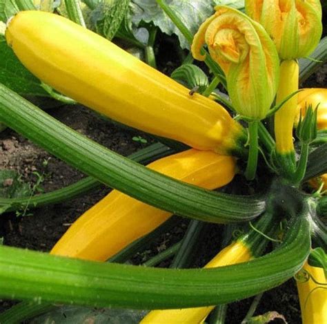 Growing Zucchini Plants Correctly So You Have A Big Harvest Rural