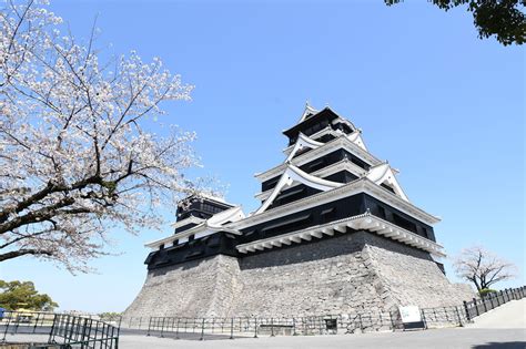 天守閣復旧後桜 【公式】熊本城