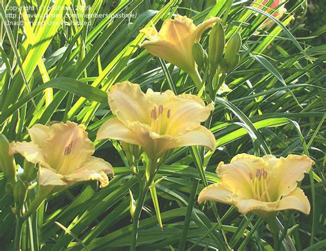 Plantfiles Pictures Daylily Fairy Charm Hemerocallis By Badseed