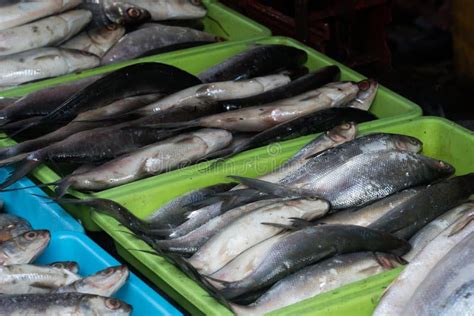 Fresh Fish Sold In The Traditional Market In Surabaya Indonesia Stock