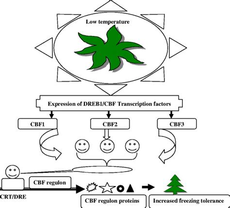 Diagrammatic Representation Of Cold Acclimation Pathway In Arabidopsis