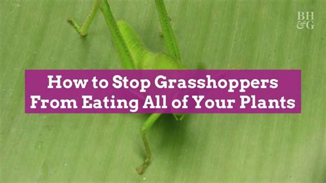 How To Stop Grasshoppers From Eating All Of Your Plants