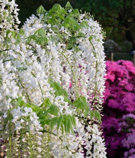 Glicynia Chi Ska Wisteria Alba W Donicy Drzewka Faworytka Pl