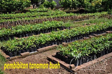 AFAR: Memilih Bibit Tanaman Buah