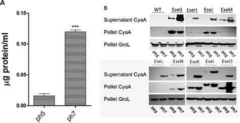 A Total Protein Secreted When E Ictaluri Was Grown Overnight In Mmp