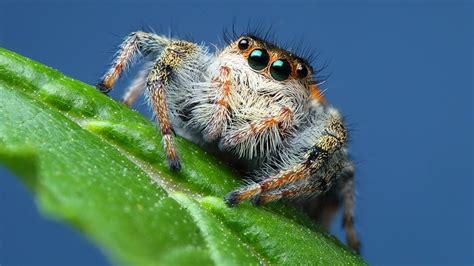 Emerald Jumping Spiders Arizona Highways