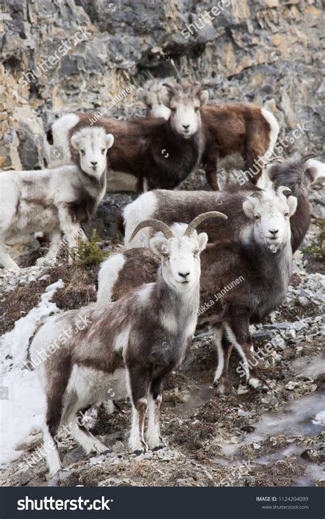 Group Dark Thinhorn Sheep Ovis Dalli Stock Photo 1124204099 Shutterstock