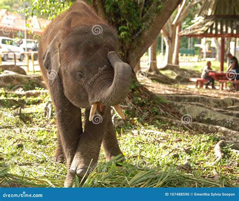 Playful Young Pygmy Elephant Stock Photo - Image of maximus, borneo ...