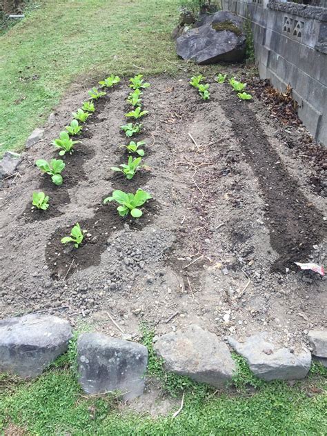 冬野菜植えました。 田舎暮らしと薪ストーブ グルメ ブログ