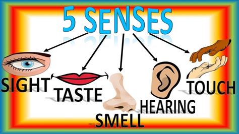 Five Senses For Children with Song Cinco Sentidos Para Niños en Inglés