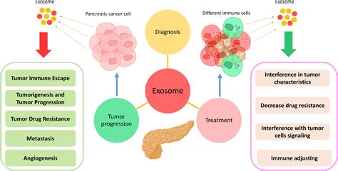 Frontiers Pancreatic Cancer And Exosomes Role In Progression