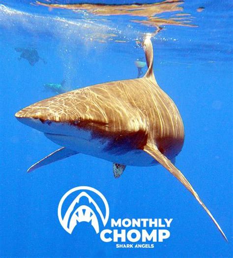 Species In Focus: Oceanic Whitetip Shark | SHARK ANGELS