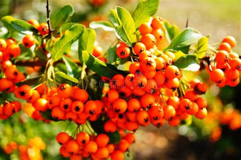 Wild berries stock image. Image of wild, fruit, sunny - 44732333