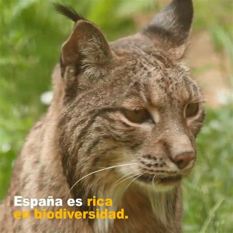 Fundación Biodiversidad on Twitter España alberga la mayor diversidad