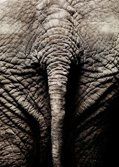 African Elephant Close Up Of Tail Greeting Card By Henrik Sorensen