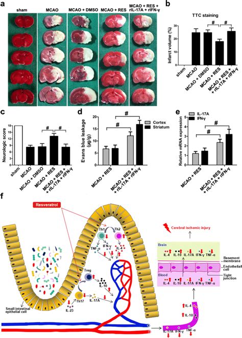 Resveratrol Reduced Infarct Volumes And Promoted Functional Recovery A