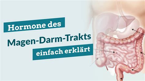 Hormone Des Magen Darm Trakts Einfach Erkl Rt Gastrointestinale