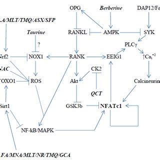 Nutraceutical Modulation Of Osteoclast Expression And Activity Of