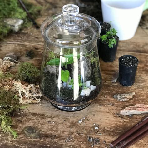 Terrarium Making Workshop Brisbane Events Classbento