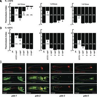 Thermotaxis Depends On At Least Four Pde Genes Of Which Two Are