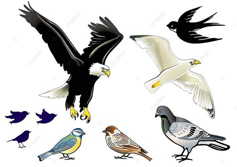 Birds On White Sign Ma Flutter Vector Sign Ma Flutter PNG And Vector