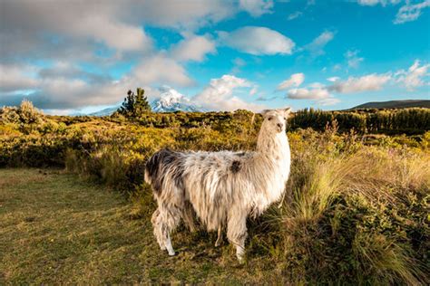 Cotopaxi National Park