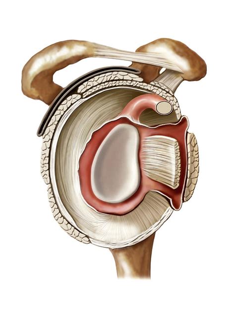 Shoulder Joint Photograph By Asklepios Medical Atlas Pixels