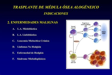 PPT TRASPLANTE DE CÉLULAS PROGENITORAS HEMATOPOYÉTICAS PowerPoint