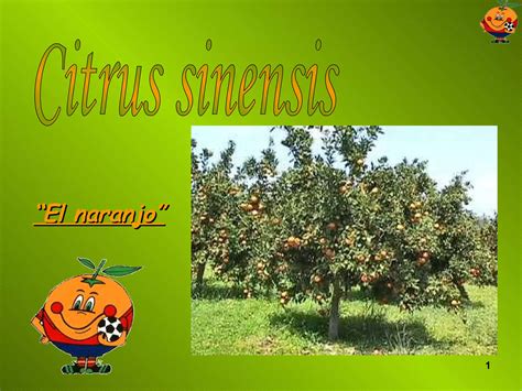 Naranjo Citrus Sinensis Por Javier Llop Ppt