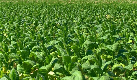 Tobacco Field Plantation · Free photo on Pixabay