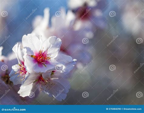 Closeup Of Beautiful White Pink Flowers Of A Blossoming Almond Tree In