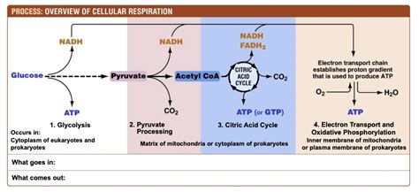 Solved Process Overview Of Cellular Respiration Nadh Fadhz Nadh Nadh Electron Transport Chain