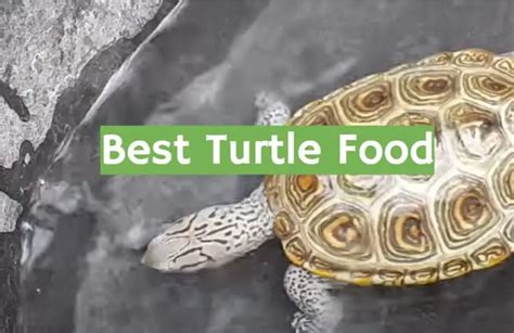 Top 5 Best Turtle Food 2021 Review Reptileprofy