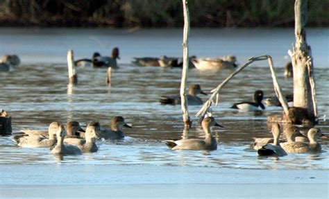 Missouri Wetlands Mid America Hunting Association