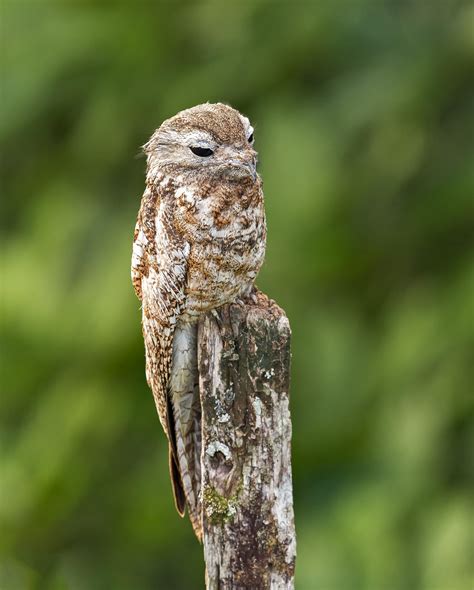 Common Potoo – Facts, Size, Call, Diet, and Pictures