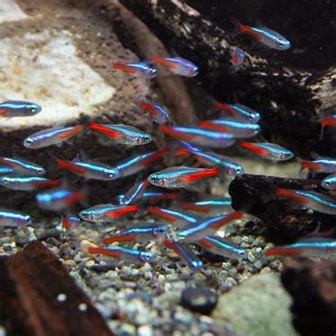 熱帯魚を初めて飼う初心者に超オススメの飼いやすい温和な熱帯魚をシンプル解説