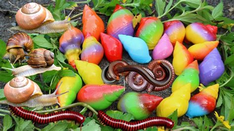 HUNTING FOUND RAINBOW SNAIL MILLIPEDS HERMIT CRAB KAKI SERIBU SIPUT