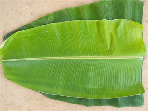 Can You Eat Banana Leaves Uses Of Banana Leaves • India Gardening