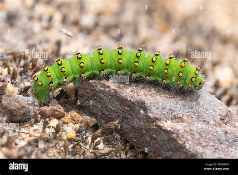 Lime Green Hairy Caterpillar