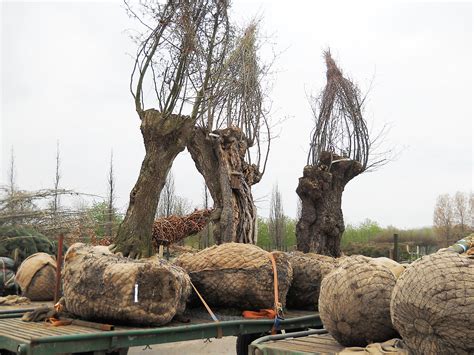 Knotbomen De Soorten Voor U Op Een Rij Van Den Berk Boomkwekerijen