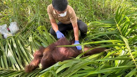 Rescue And Release Orangutan Appeal Uk