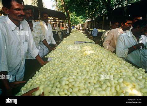 Marketing Of Cocoons