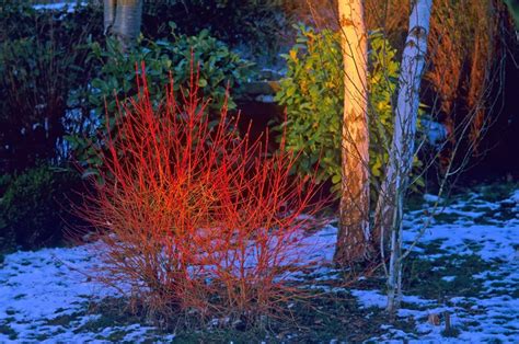 Sjeverni Dren Cornus Sanguinea Silueta Ukrasni Vrtovi Biljke Cvije E