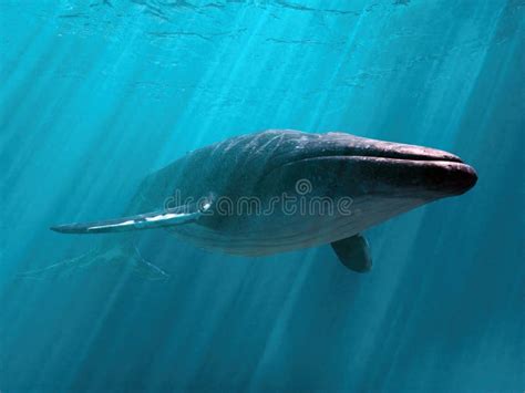 Blue Whale Diving Deep Underwater Stock Illustration - Illustration of ...