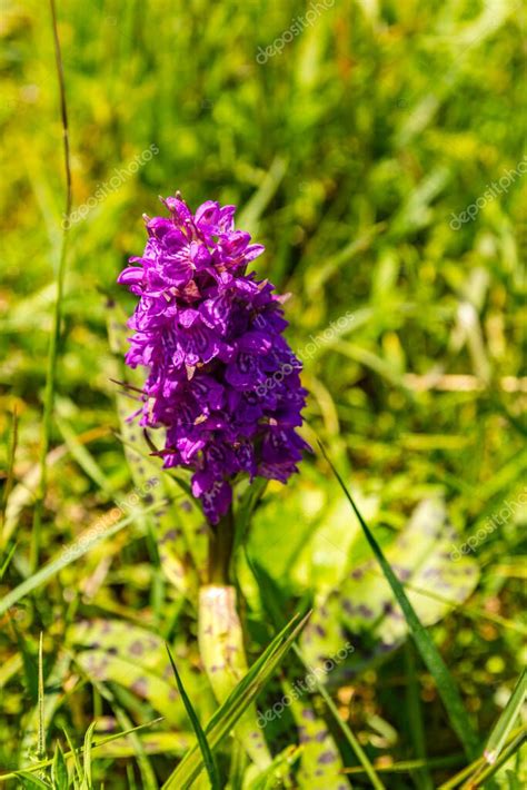 Dactylorhiza Majalis Es Un G Nero De Orqu Deas Perteneciente A La