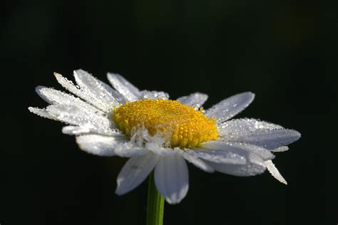 Margeriten Leucanthemum Maximum Kostenloses Foto Auf Pixabay Pixabay