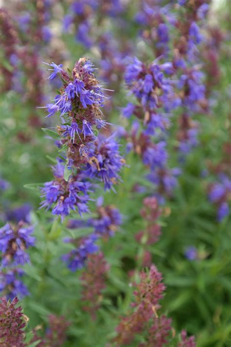 Images Gratuites Fleur Prairie Floraison Pimenter Bleu Flore