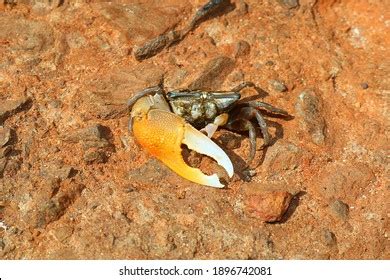 Fiddler Crab Images Stock Photos Vectors Shutterstock