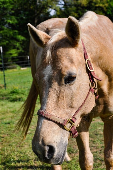 Meet The Horses - Wings of Eagles Ranch